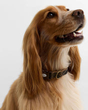 Barbour Tartan and Webbing Dog Collar